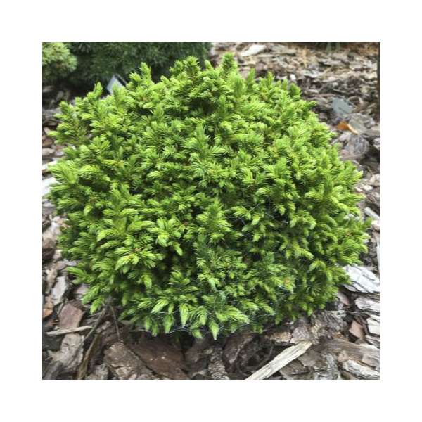 Cryptomeria japonica'Green Pearl' 