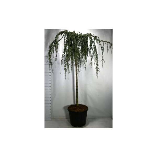 Cedrus libani'Atlantica Glauca Pendula' 