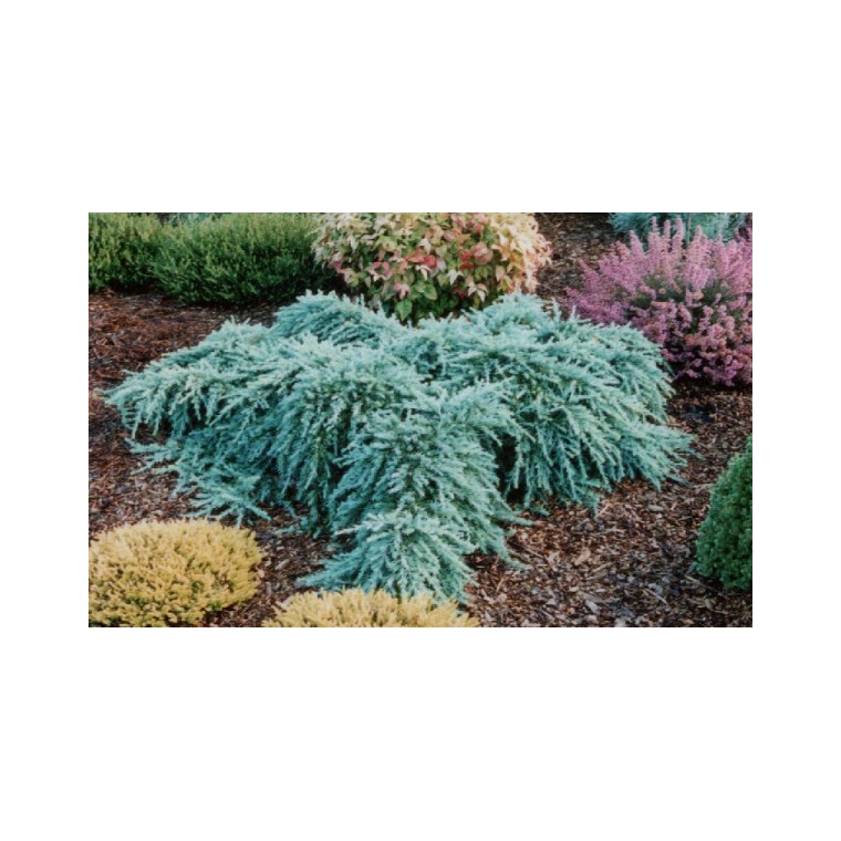 Cedrus deodara'Feelin'blue' 