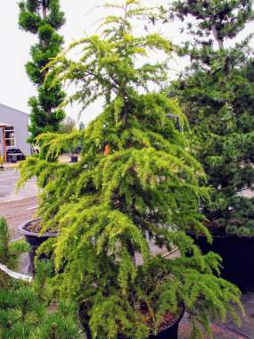 Cedrus deodara'Gold Cascade' 