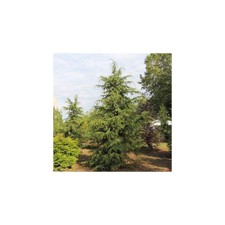 Cedrus libani brevifolia 