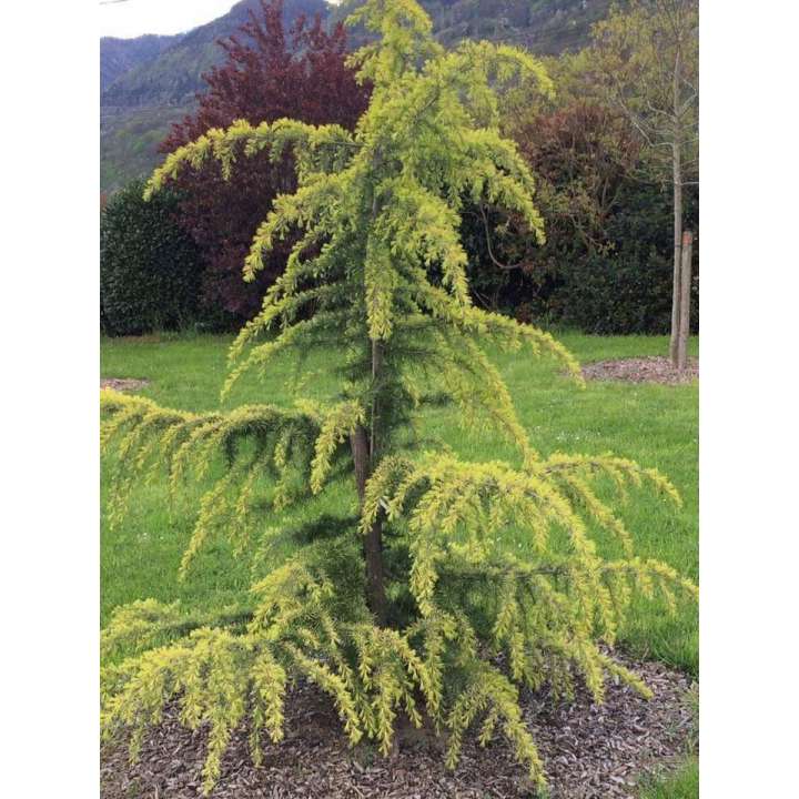 Cedrus deodara'Aurea' 