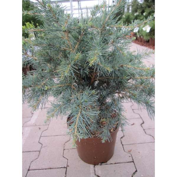 Cedrus deodara'Blue globe' 