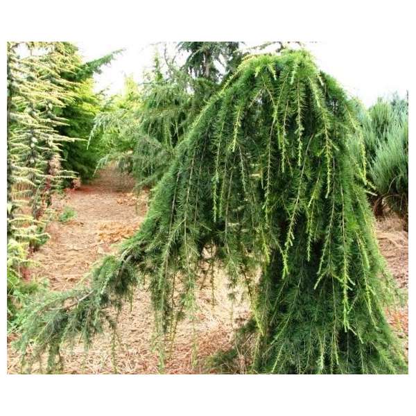 Cedrus deodara'Pendula' 