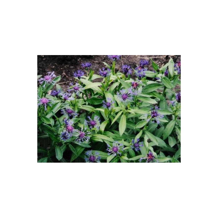 Centaurea montana'Grandiflora' 