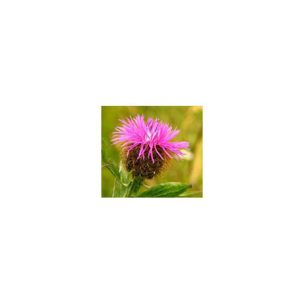 Centaurea phrygia
