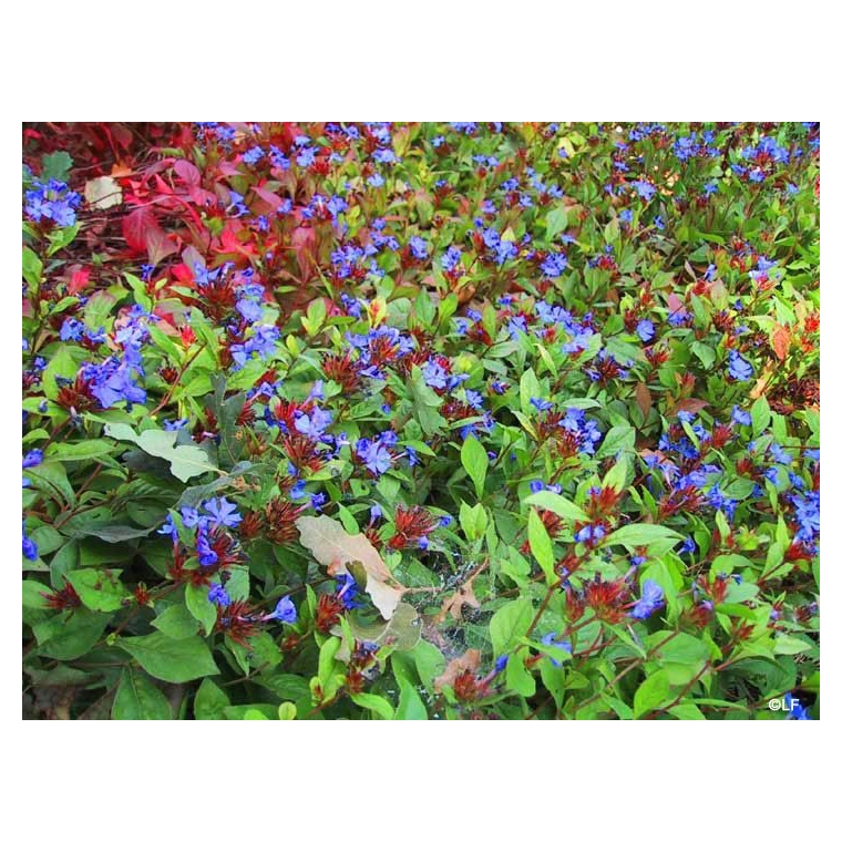 Ceratostigma plumbaginoides