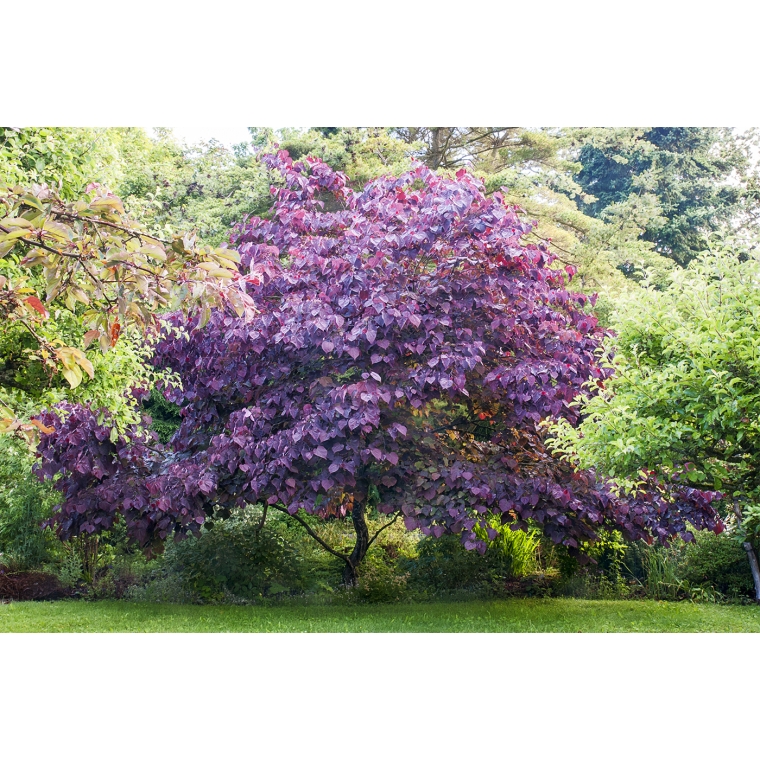 Cercis canadensis'Forest Pansy' 