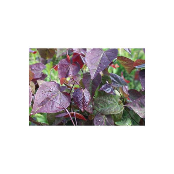 Cercis canadensis'Red force' 