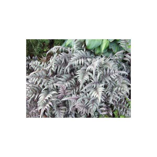Athyrium nipponicum'Silver Falls'