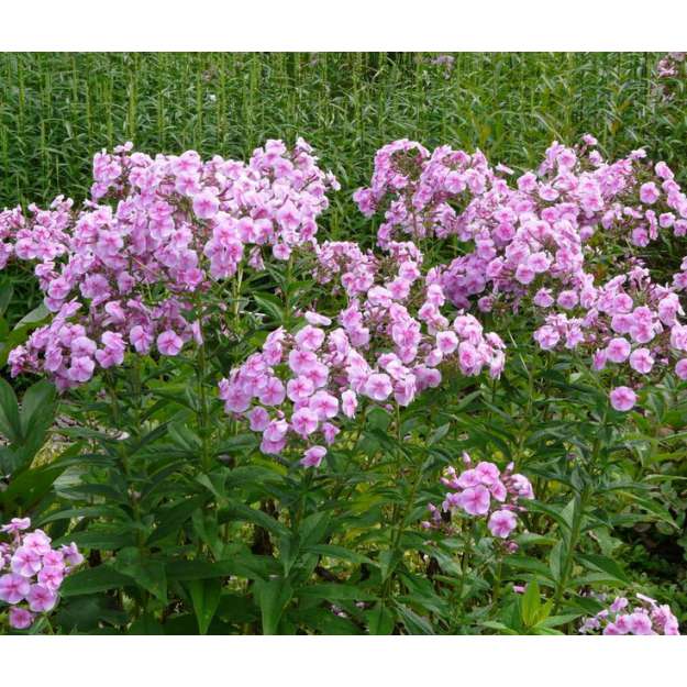 Phlox amplifolia'Apanatchi'
