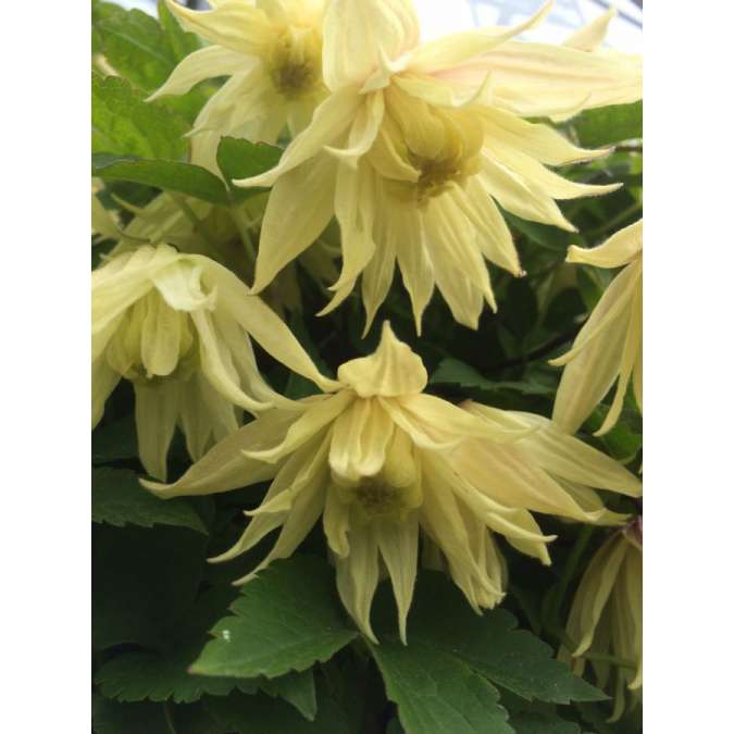 Clematis'Amber' 