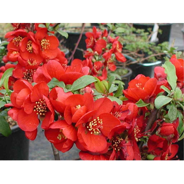 Chaenomelis superba'Crimson and Gold' 