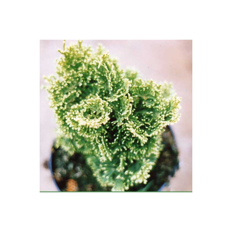 Chamaecyparis obtusa'Yellowtip' 