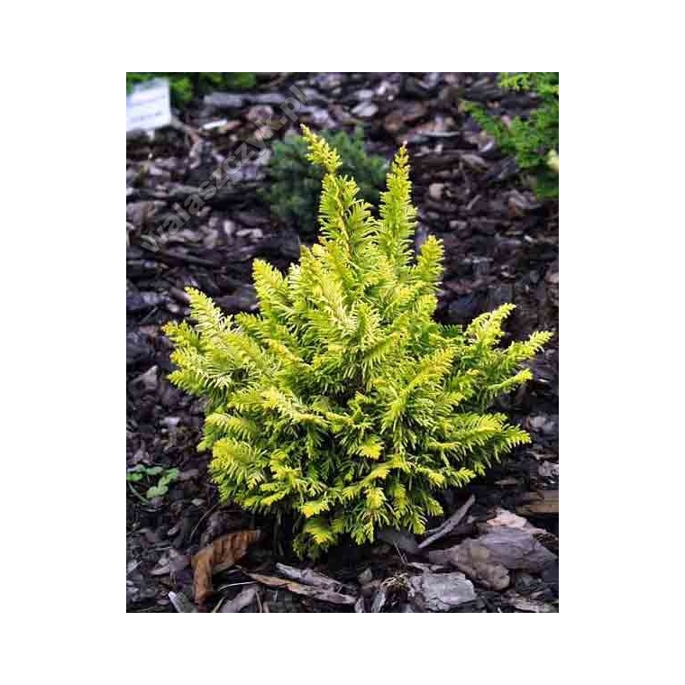 Chamaecyparis obtusa'Tetragona Aurea' 