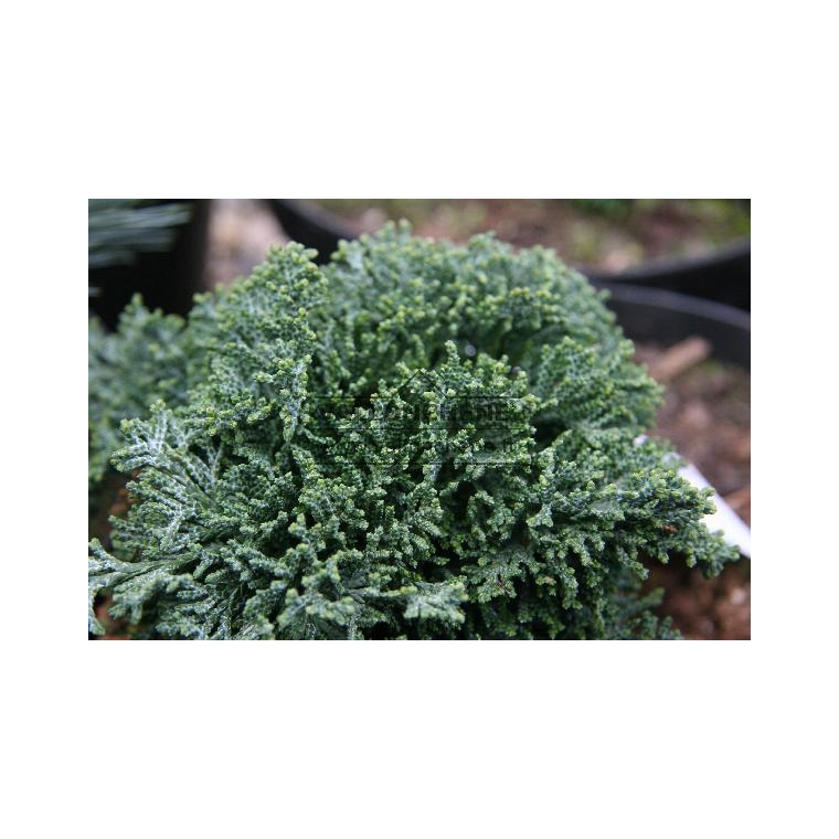 Chamaecyparis lawsoniana'Brégeon' 