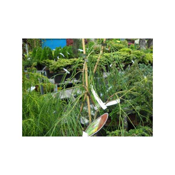 Chamaecyparis lawsoniana'Twinkle Tails Sports' 