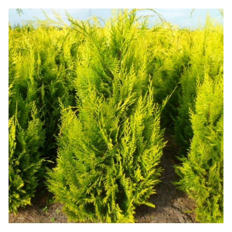 Chamaecyparis lawsoniana'Ivonne' 