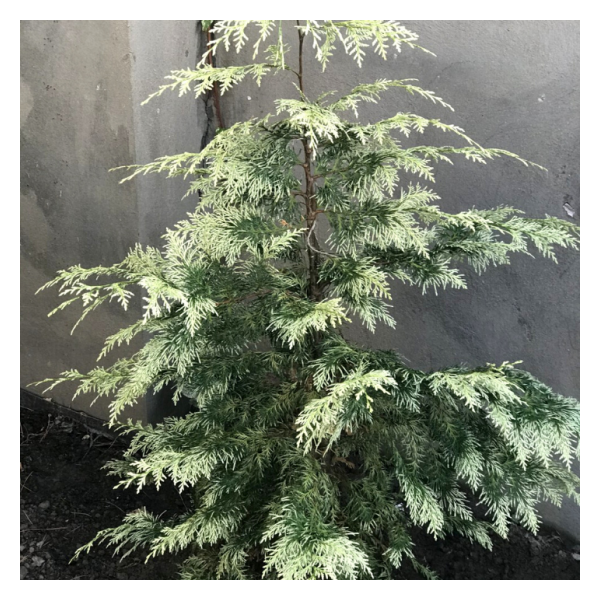 Chamaecyparis lawsoniana'Luna' 