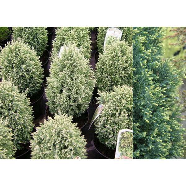 Chamaecyparis lawsoniana'Snow White' 