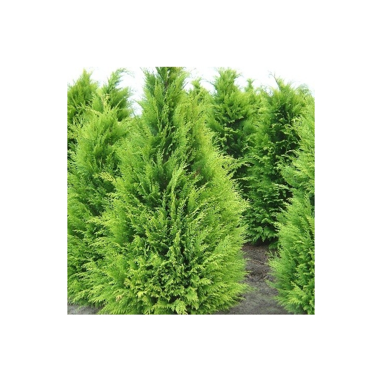 Chamaecyparis lawsoniana'Stardust' 