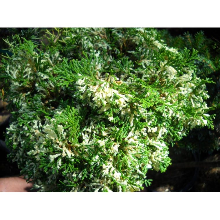 Chamaecyparis obtusa'Tonia' 