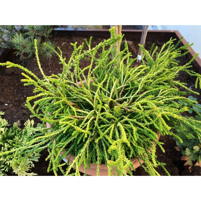 Chamaecyparis obtusa'brigitte' 