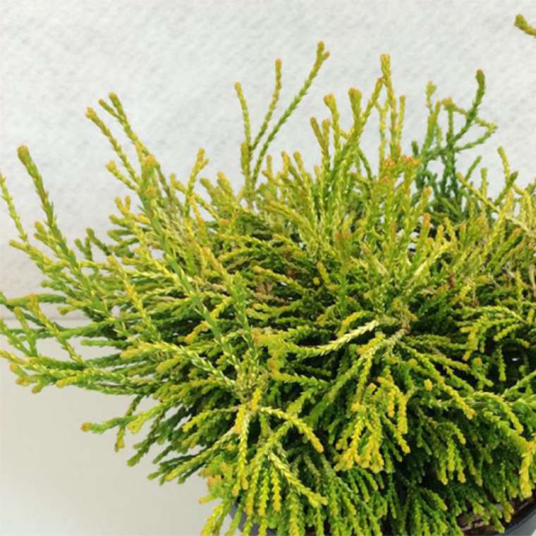 Chamaecyparis obtusa'Gitte' 