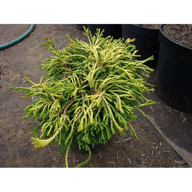 Chamaecyparis obtusa'Gitte' 