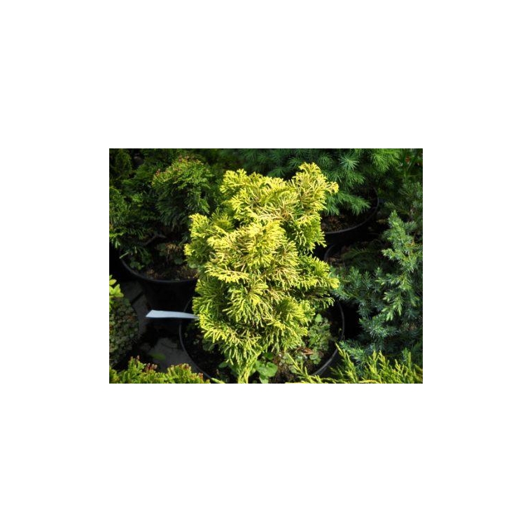 Chamaecyparis obtusa'Marian Bloom' 