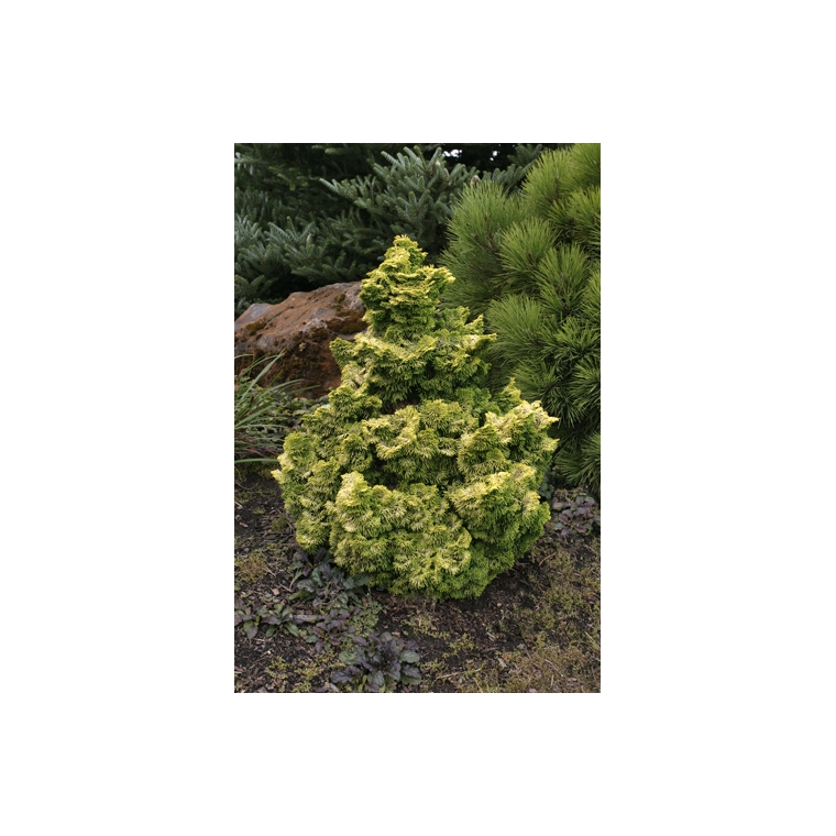 Chamaecyparis obtusa'Nana Lutea' 