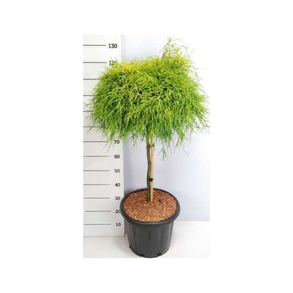 Chamaecyparis pisifera'Sungold' 