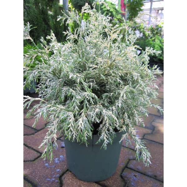Chamaecyparis lawsoniana'Pearly Swirls' 