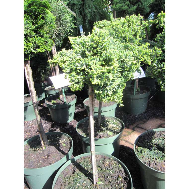 Chamaecyparis lawsoniana'Brégeon' 
