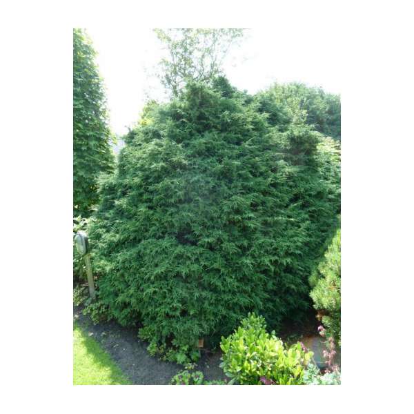 Chamaecyparis lawsoniana'Tharandtensis Caesia' 