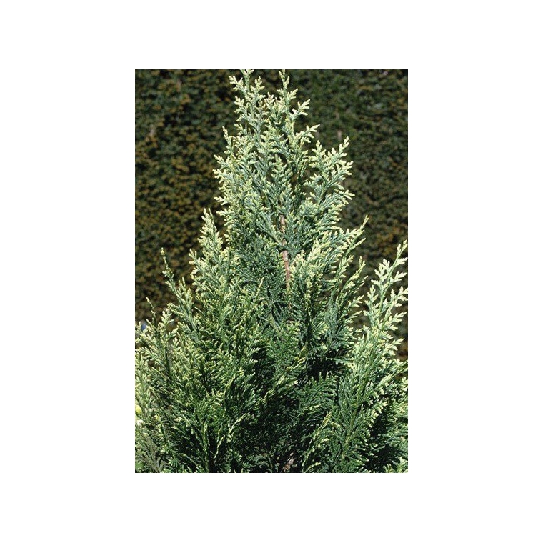 Chamaecyparis lawsoniana'White Spot' 