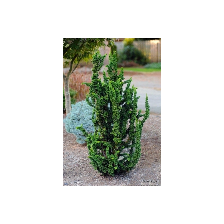 Chamaecyparis obtusa'Chirimen' 