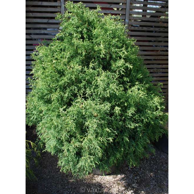 Chamaecyparis obtusa'Lycopodiodes' 