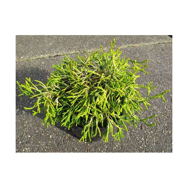 Chamaecyparis obtusa'Tsatsumi Gold' 