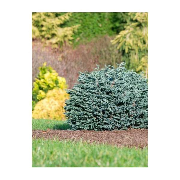 Chamaecyparis pisifera'Blue moon' 