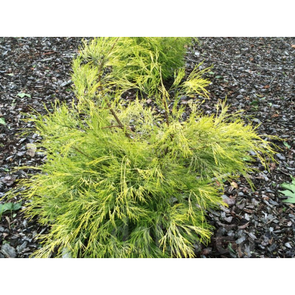 Chamaecyparis lawsoniana'Karace' 