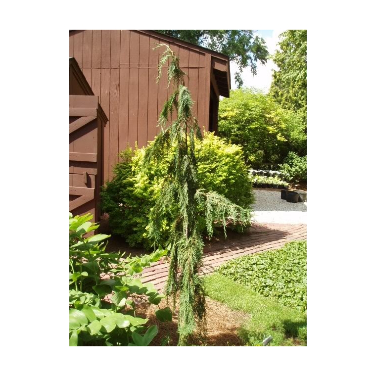 Chamaecyparis nootkatensis'Moonshot' 