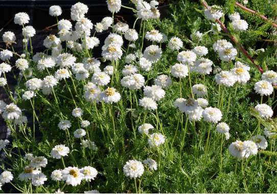 Chamaemelum nobile'Ligulosum'