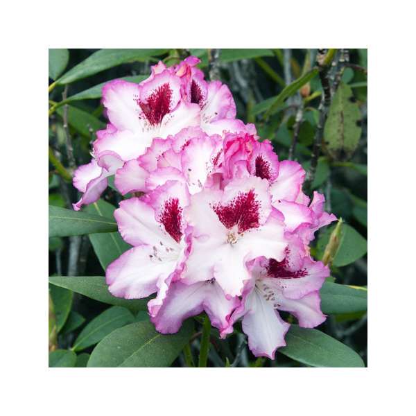 Rhododendron'Hachmann's Charmant' 