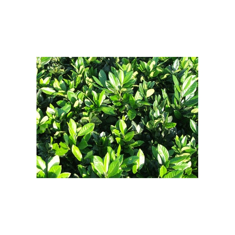 Prunus laurocerasus'Cherry Brandy' 