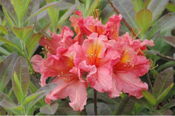 Azalea knaphill'Berryrose' 