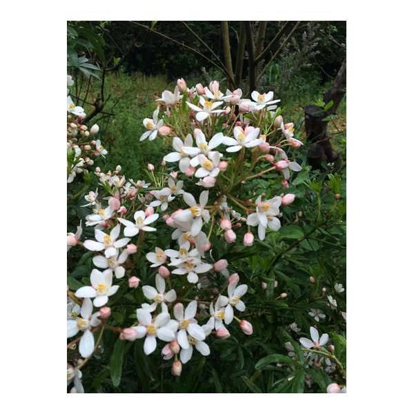 Choisya ternata'Scented Gem' 