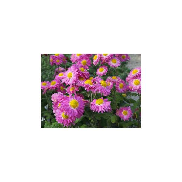 Chrysanthemum'Corinna'