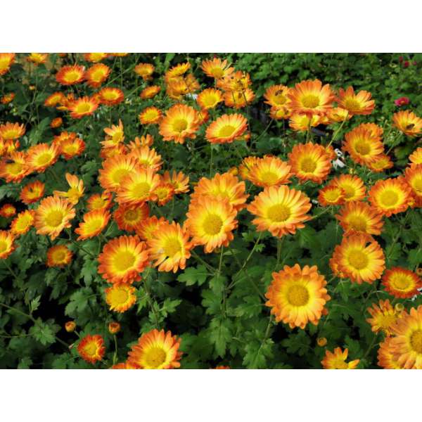 Chrysanthemum'Dernier Soleil'