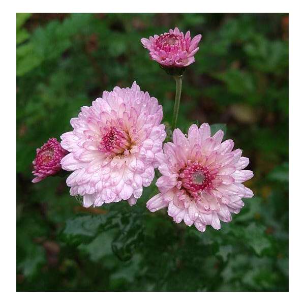 Chrysanthemum'Mei-Kyo'